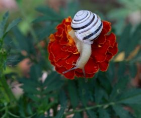 Small snail on flower Stock Photo