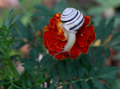 Small snail on flower Stock Photo