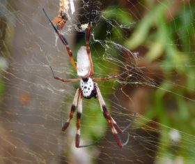 Spider on spider web Stock Photo 01