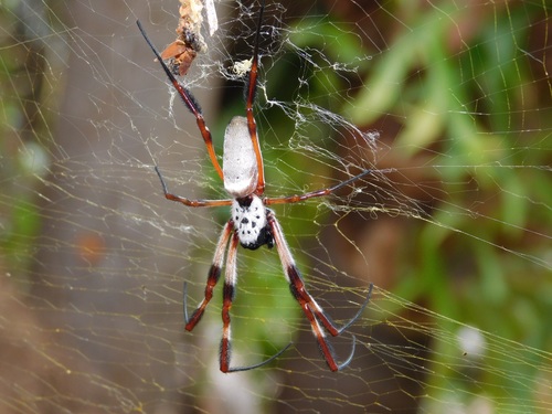 Spider on spider web Stock Photo 01