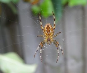 Spider on spider web Stock Photo 02