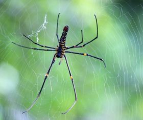 Spider on spider web Stock Photo 03