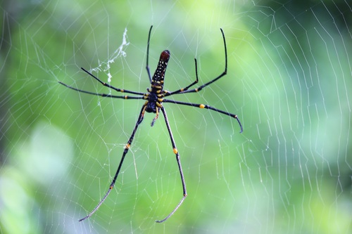 Spider on spider web Stock Photo 03