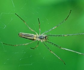 Spider on spider web Stock Photo 04