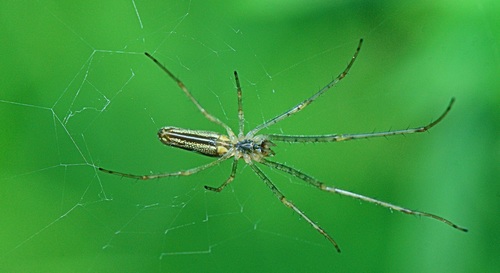 Spider on spider web Stock Photo 04
