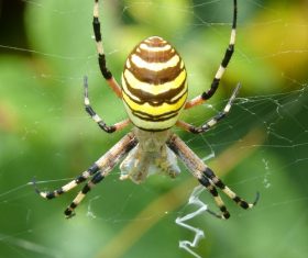 Spider on spider web Stock Photo 05