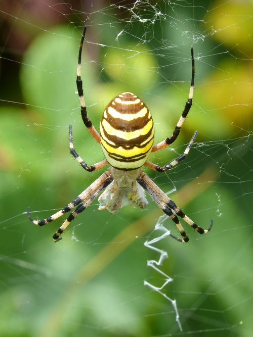 Spider on spider web Stock Photo 05