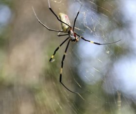 Spider on spider web Stock Photo 06