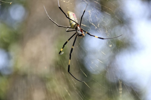 Spider on spider web Stock Photo 06
