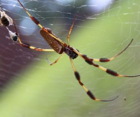 Spider on spider web Stock Photo 07