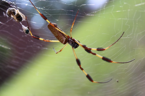 Spider on spider web Stock Photo 07