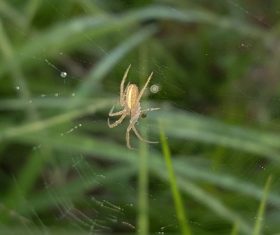 Spider on spider web Stock Photo 08