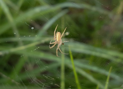 Spider on spider web Stock Photo 08