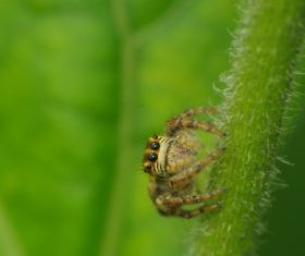 Spider on spider web Stock Photo 09