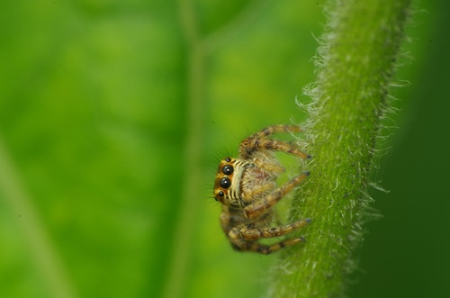Spider on spider web Stock Photo 09