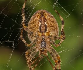Spider on spider web Stock Photo 10