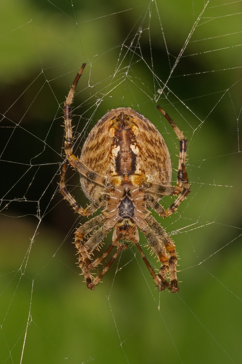 Spider on spider web Stock Photo 10