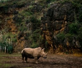 Stock Photo Little rhino