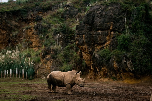 Stock Photo Little rhino
