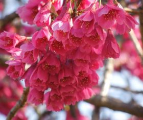 Stock Photo Pink Cherry Blossom Macro Photography