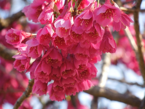 Stock Photo Pink Cherry Blossom Macro Photography