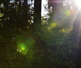 Sunlight through the tree to sew beautiful scenery Stock Photo 01