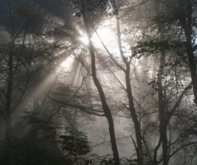 Sunlight through the tree to sew beautiful scenery Stock Photo 05