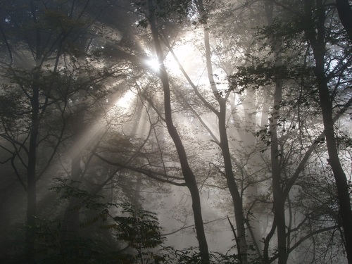 Sunlight through the tree to sew beautiful scenery Stock Photo 05