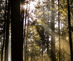 Sunlight through the tree to sew beautiful scenery Stock Photo 08