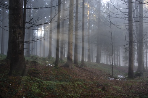 Sunlight through the tree to sew beautiful scenery Stock Photo 09