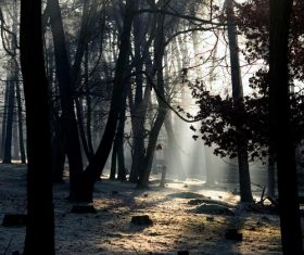 Sunlight through the tree to sew beautiful scenery Stock Photo 11