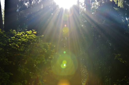Sunlight through the tree to sew beautiful scenery Stock Photo 12