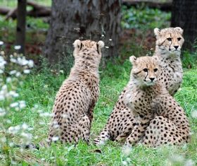 Three baby cheetah Stock Photo