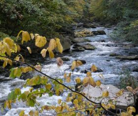 Torrential mountain streams Stock Photo 03
