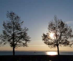 Tree in the evening Stock Photo 01