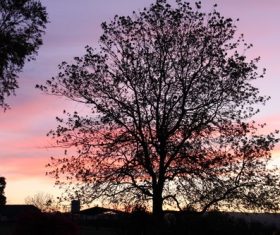 Tree in the evening Stock Photo 02
