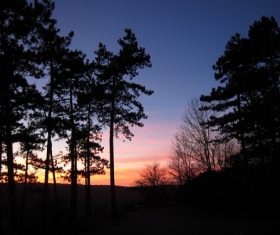 Tree in the evening Stock Photo 03