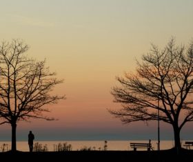 Tree in the evening Stock Photo 04
