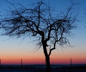 Tree in the evening Stock Photo 05