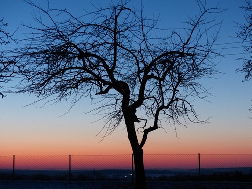 Tree in the evening Stock Photo 05