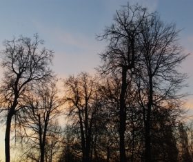 Tree in the evening Stock Photo 07