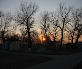 Tree in the evening Stock Photo 08