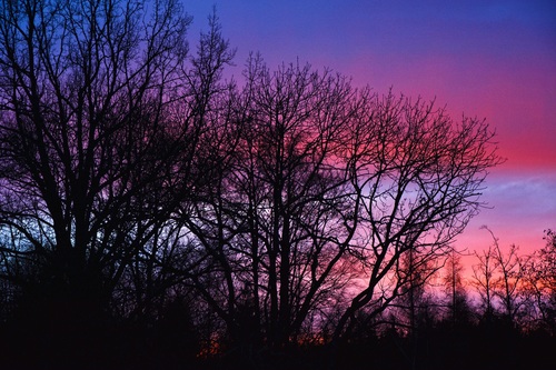 Tree in the evening Stock Photo 12