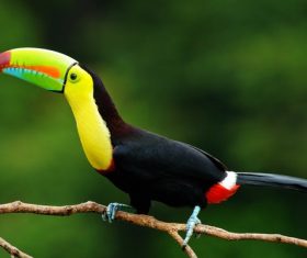 Tropical toucan Stock Photo