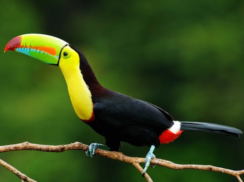 Tropical toucan Stock Photo