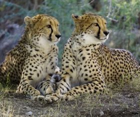 Two cheetahs resting on the ground Stock Photo