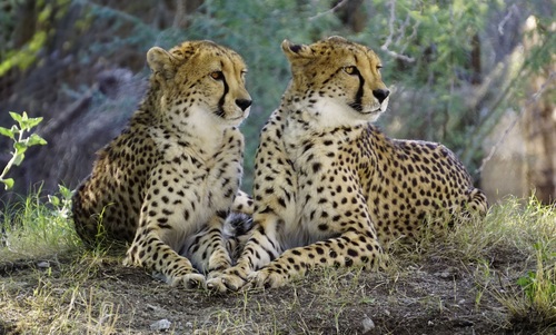 Two cheetahs resting on the ground Stock Photo