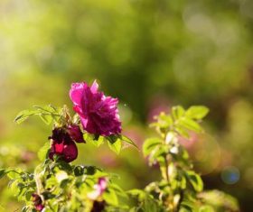 Various blooming flowers Stock Photo 01