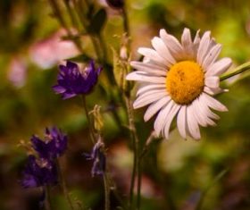 /Various blooming flowers Stock Photo 02