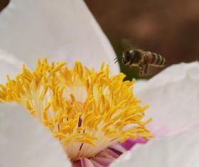 Various blooming flowers Stock Photo 03